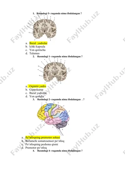beyin anatomiya va fiziologiyasi — DOCX