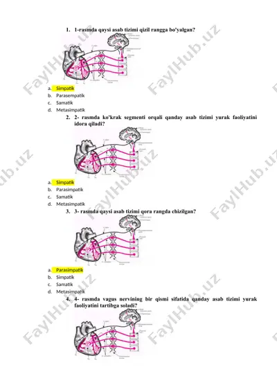 asab tizimlari haqida test — DOCX