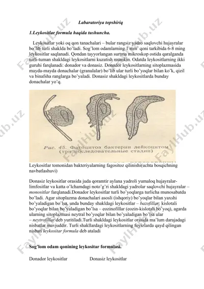leykositlar — DOCX