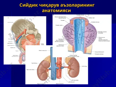 сийдик чиқарув аъзоларининг анатомияси — PPT