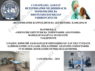 оператив хирургия ва топографик анatомия фанидан маъруза матнлари — PPTX