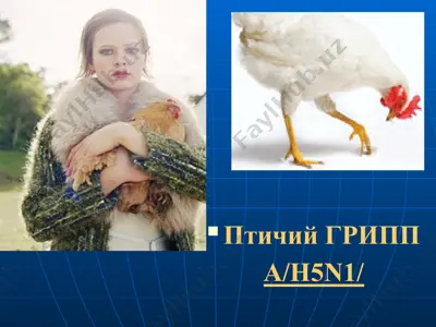 птичий грипп (a/h5n1) — PPTX