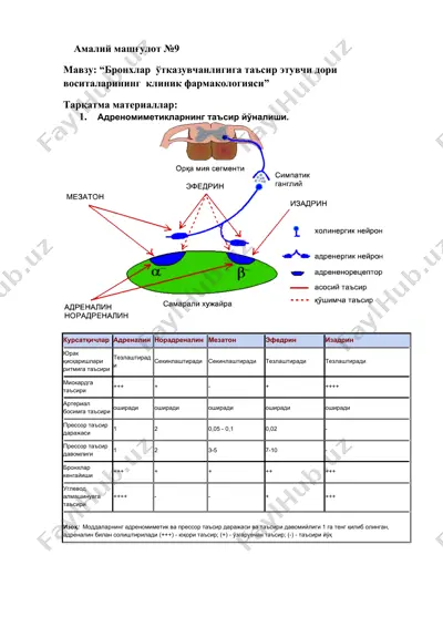 “бронхлар ўt'kazuvchanligiga ta'sir etuvchi dorilar” — DOCX