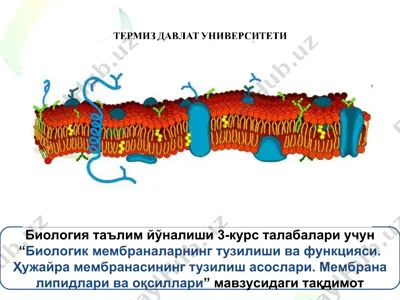 "биологик мембраналарнинг тузилиши ва функцияси. ҳужайра мембранасининг тузилиш асослари. мембрана липидлари ва оқсиллари" мавзусидаги тақдимот — PPT