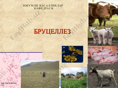 бруцеллез — PPT