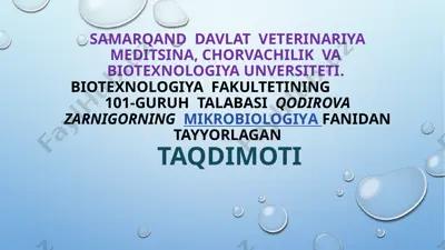 trixoderma zamburugʻi — PPTX