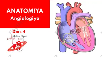 anatomiya angiologiya dars 4 — PDF