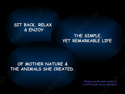 mother nature & animals — PPT