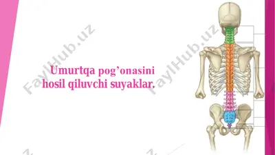umurtqa pog’onasini hosil qiluvchi suyaklar — PDF