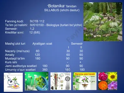 o’simlik hujayrasi va plastidlar — PPT