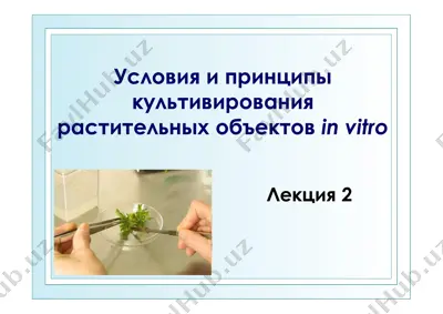 условия и принципы культивирования растительных объектов in vitro — PDF