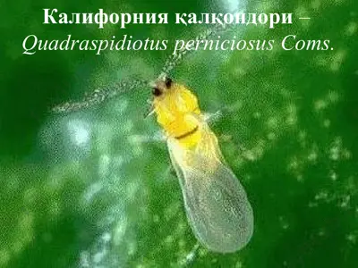 калифорния қалқондори (quadraspidiotusperniciosus coms.) — PPTX
