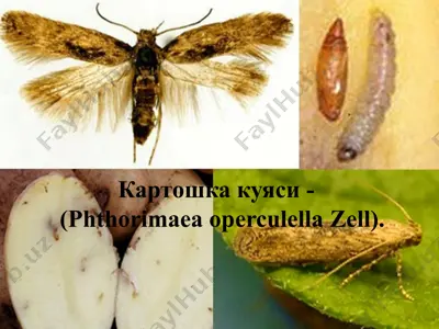 картошка куяси-(рhthorimaeа ореrculella zеll) — PPTX