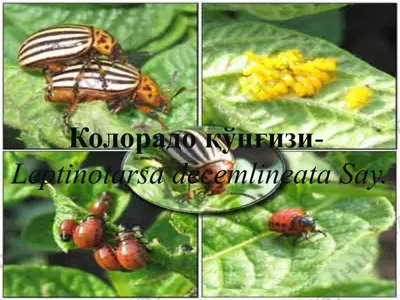 колорадо қўнғизи — PPTX