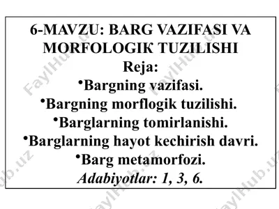 barg va vazifasi va morfologik tuzilishi — PPTX