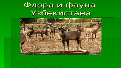 ®nopa uv mayha y36ekuctaha — PPTX