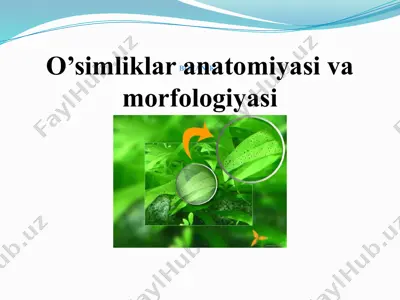 o'simliklar anatomiyasi va morfologiyasi — PPTX