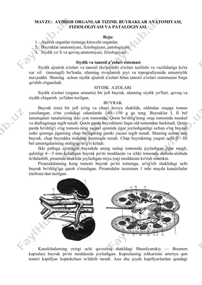 siydik va tanosil a’zolari sistemasi — DOC