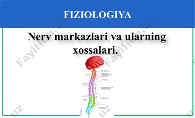 nerv markazlari va ularning xossalari — PPTX