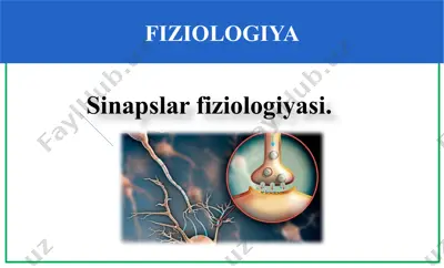 sinapslarfiziologiyasi — PPTX