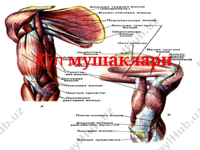 mushaklar — PPTX