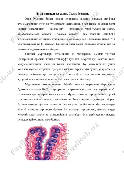 лимфоэпителиал ҳалқа. сўлак безлари. — DOC