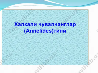 халқали чувалчанглар — PPT