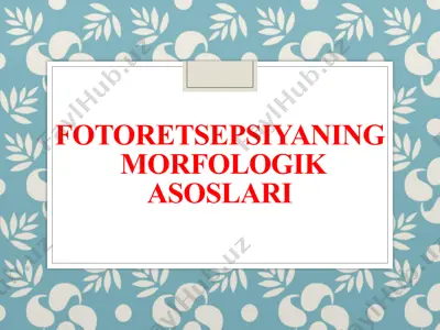 fotoretsepsiyaning morfologik asoslari — PPTX