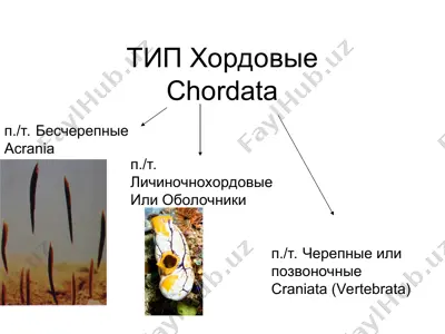 branchiostoma lanceolatum — PPT