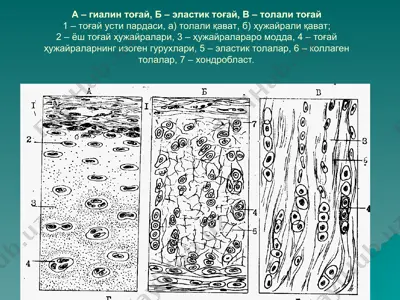хондроген ҳужайралар — PPT