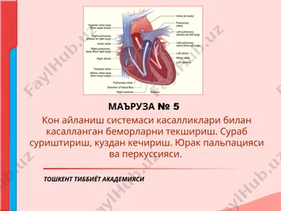 kon aylanish sistemasi kasalliklari bilan kasallangan bemorlarni tekshirish — PPT