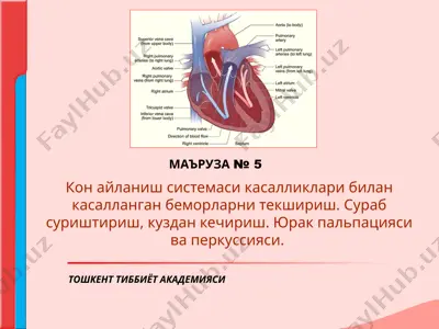 kon aylanish sistemasi bilan kasallangan bemorlarni tekshirish — PPT