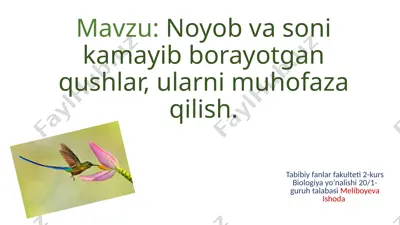 pallas baliq burgut — PPTX