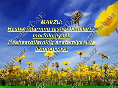 hasharotlar — PPT