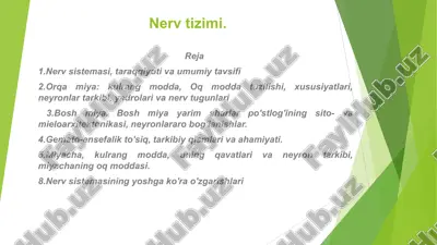 nerv tizimi — PPT