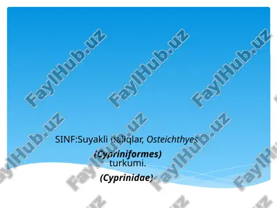 suyaklibaliqlar (osteichthyes) — PPTX