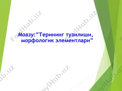 terining tuzilishi — PPT