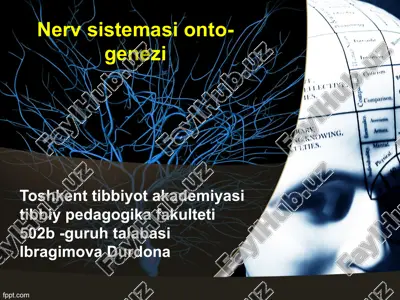 nerv sistemasi ontogenezi — PPTX