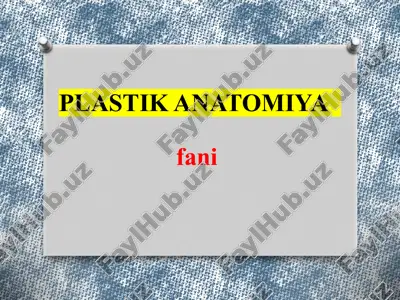 plastik anatomiya — PPTX