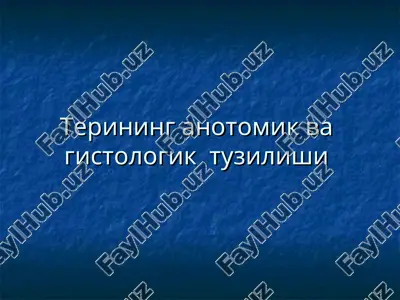 terining anotomik va gistologik tuzilishi — PPT