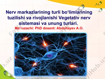 nerv markazlarining turli bo‘limlarining tuzilishi va rivojlanishi — PPT