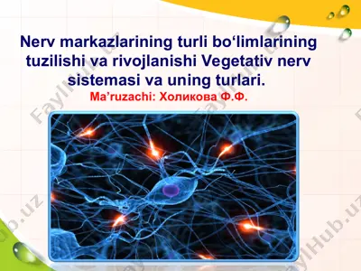 nerv markazlarining turli bo‘limlarining tuzilishi va rivojlanishi — PPT