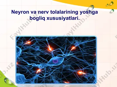 neyron va nerv to'g'ri. — PPT