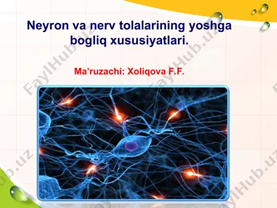 neyron va nerv to'lalarining yoshga bogliq xususiyatlari — PPT