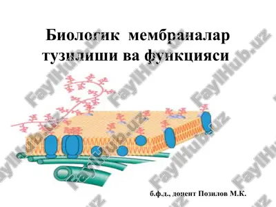 biologik membrandlar tuzilishi va funktsiyasi — PPT
