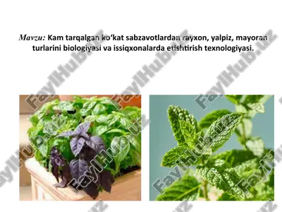 rayxon, yalpiz, mayoran biologiyasi va issiqxonalarda atishtirish texnologiyasi — PPT