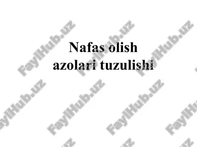 nafas olish azolari fiziologiyasi — PPT