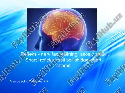 refleks-nerv faoliyati — PPTX