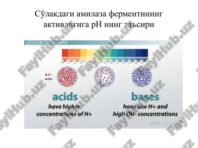 so'lakdagi amilaza fermentining aktivligi — PPTX