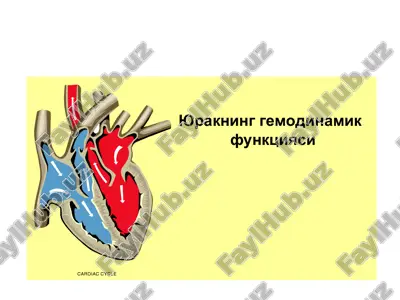 yuqarning gemodinamik funktsiyasi — PPT